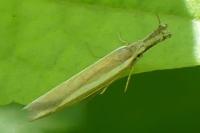 Pleurota aristella