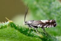 Grapholita compositella