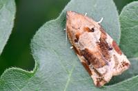 Archips xylosteana
