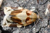 Archips xylosteana