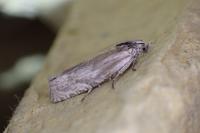 Eucosma metzneriana