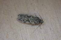 Gelechia muscosella
