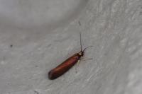 Roeslerstammia erxlebella