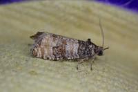 Piniphila bifasciana