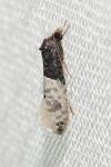 Trichophaga tapetzella