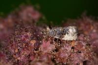 Hedya nubiferana