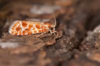 Rhyacionia pinicolana