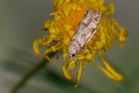 Teleiopsis paulheberti