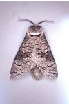 Acossus terebra