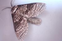 Acossus terebra