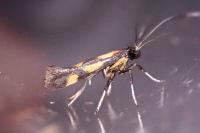 Euspilapteryx auroguttella