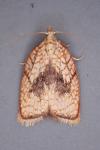 Acleris forsskaleana