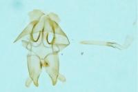 Nemapogon clematellus