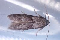 Blastobasis glandulella
