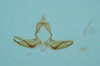 Blastobasis glandulella