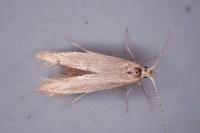 Coleophora lutipennella