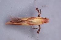 Caloptilia robustella