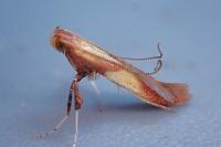 Caloptilia robustella