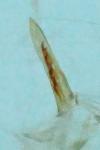 Caloptilia robustella