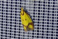 Agapeta zoegana
