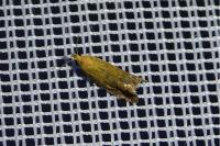 Lathronympha strigana