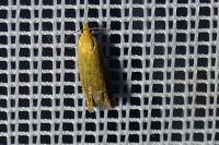 Lathronympha strigana