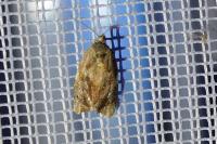 Ditula angustiorana