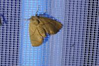 Apoda limacodes