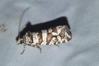Lobesia quaggana