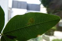 Leucoptera laburnella