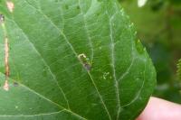 Bucculatrix thoracella
