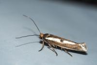 Parahyponomeuta egregiella