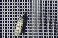 Yponomeuta plumbella