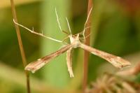 Gillmeria pallidactyla