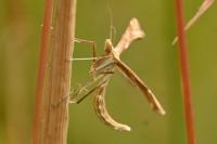 Gillmeria pallidactyla