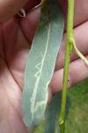Phyllocnistis valentinensis