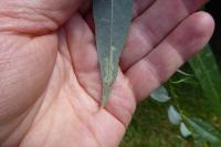 Phyllocnistis valentinensis