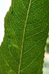Phyllocnistis valentinensis