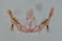 Celypha aurofasciana