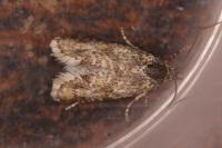 Aethes williana