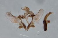 Aethes williana