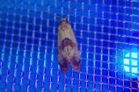 Cochylis