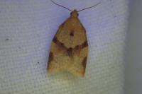 Clepsis consimilana