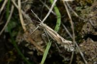 Plutella
