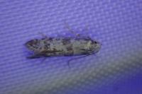 Scythropia crataegella