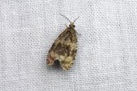 Celypha lacunana
