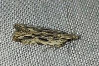 Anarsia innoxiella