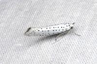 Yponomeuta evonymella