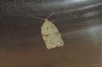 Acleris ferrugana/notana