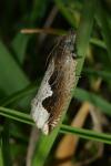 Ancylis geminana